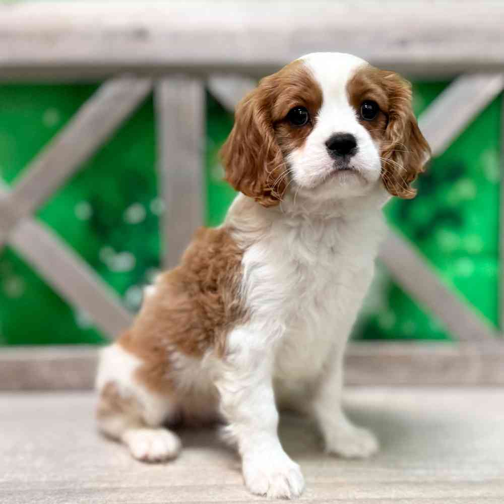 pet breed image