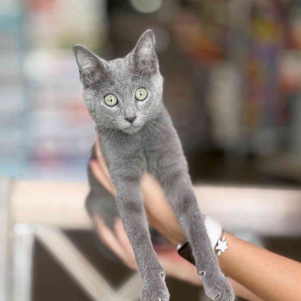 carousel pet images