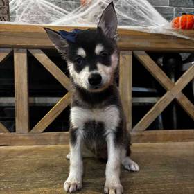 Alaskan Klee Kai