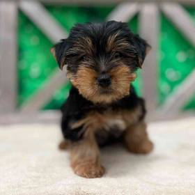 Yorkie