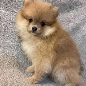 Pomeranian