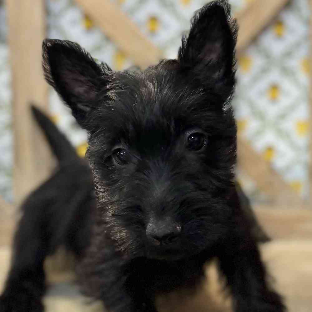 Image of a pet breed in the gallery