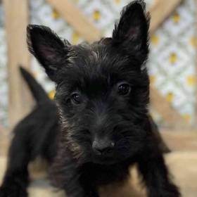 Scottish Terrier