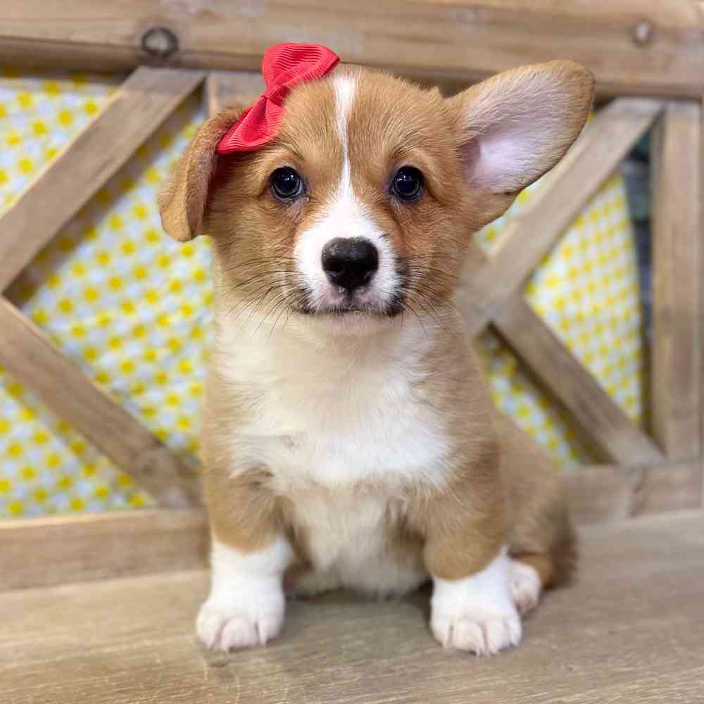 Image of a pet breed in the gallery