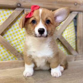 Pembroke Welsh Corgi