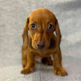 Dachshund