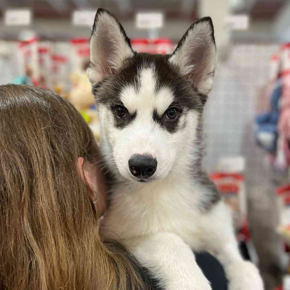 Image of a pet breed in the gallery