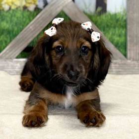 Dachshund