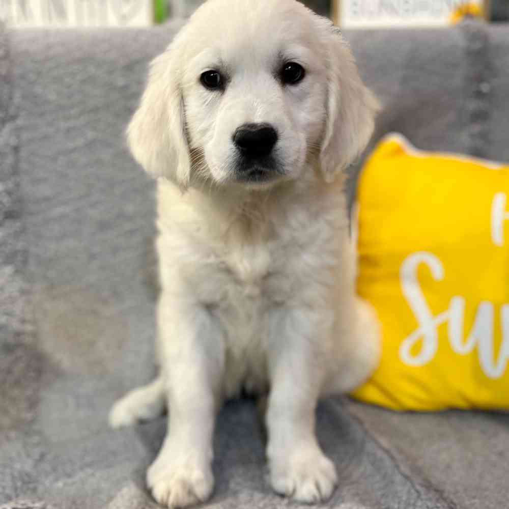Image of a pet breed in the gallery