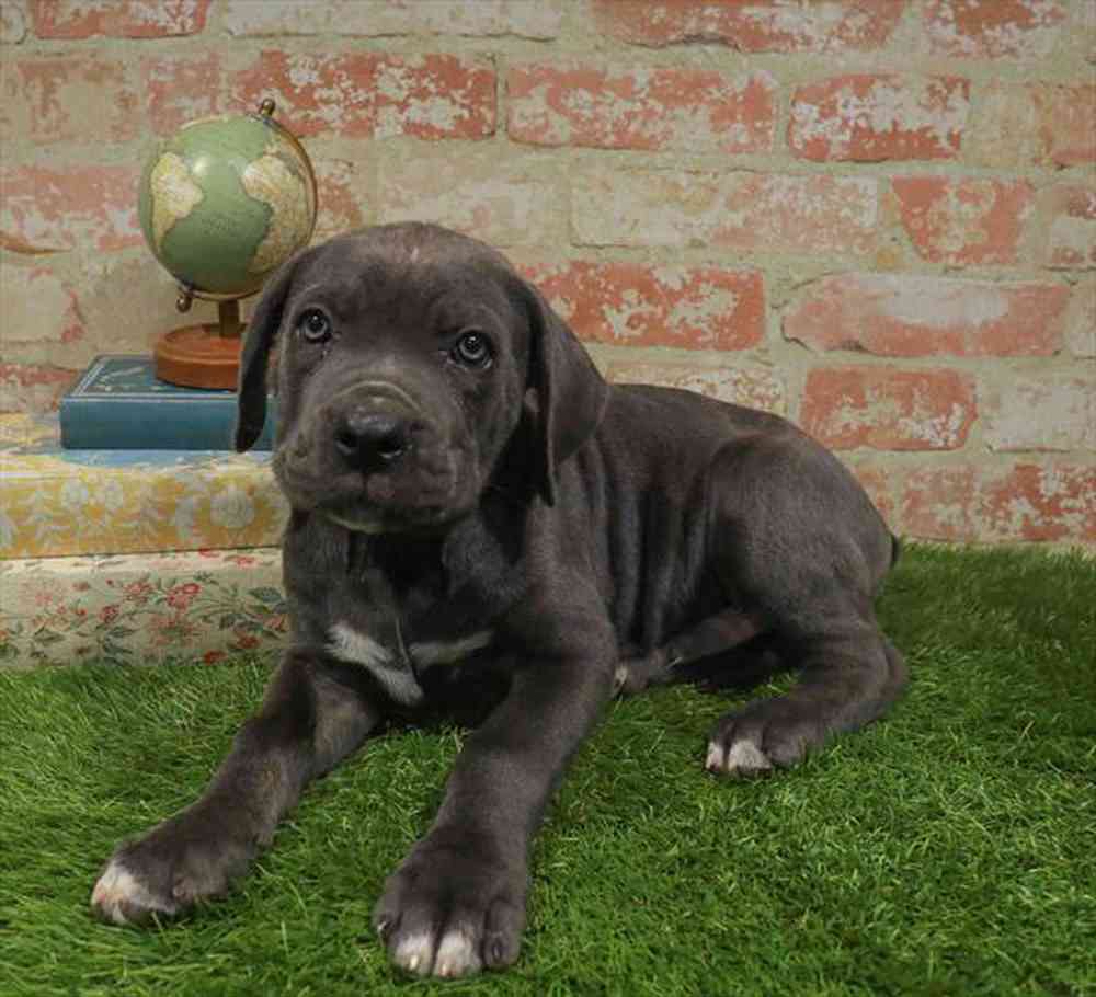 pet breed image
