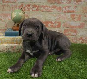 Cane Corso