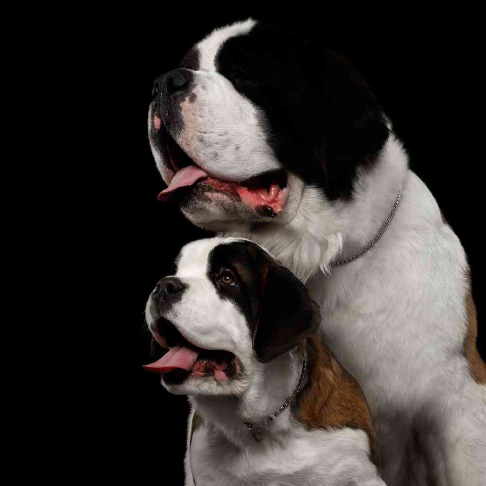 carousel pet images