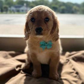 Mini Golden Retriever