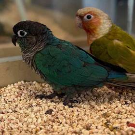 Green Cheek Conure