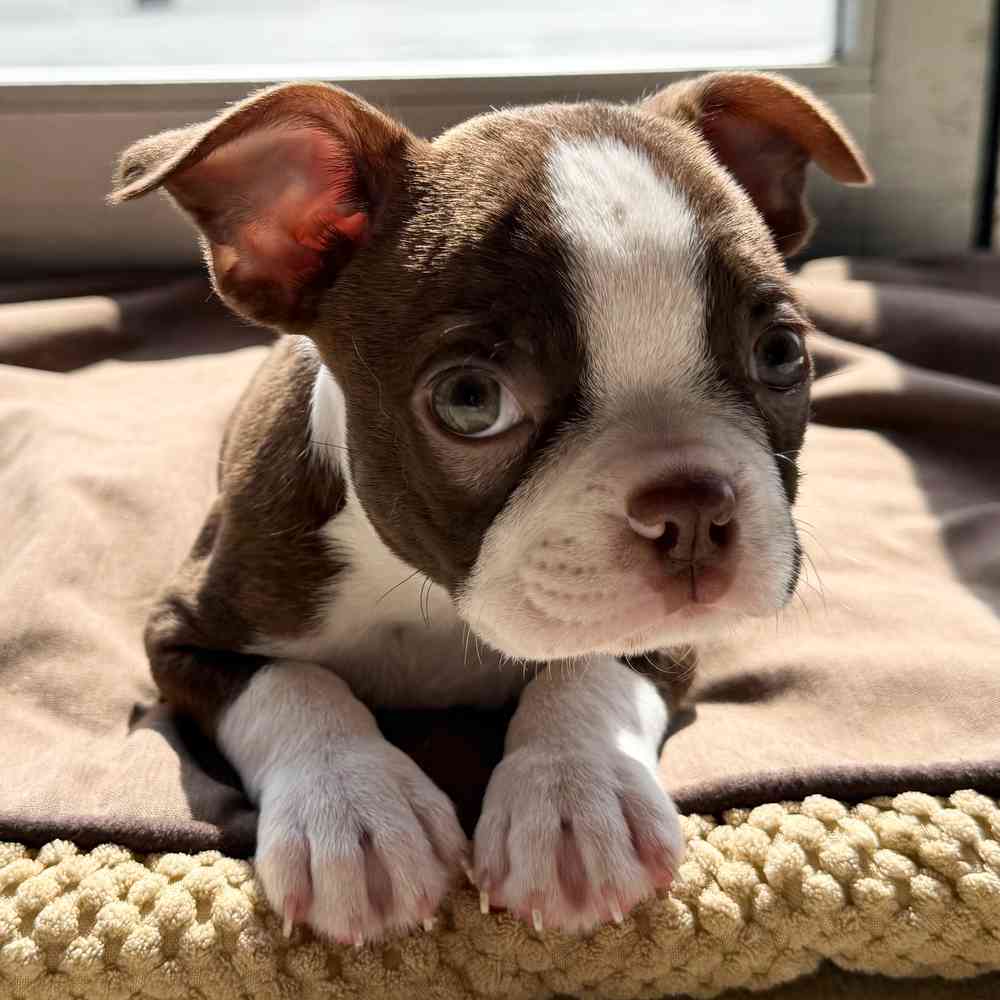Image of a pet breed in the gallery