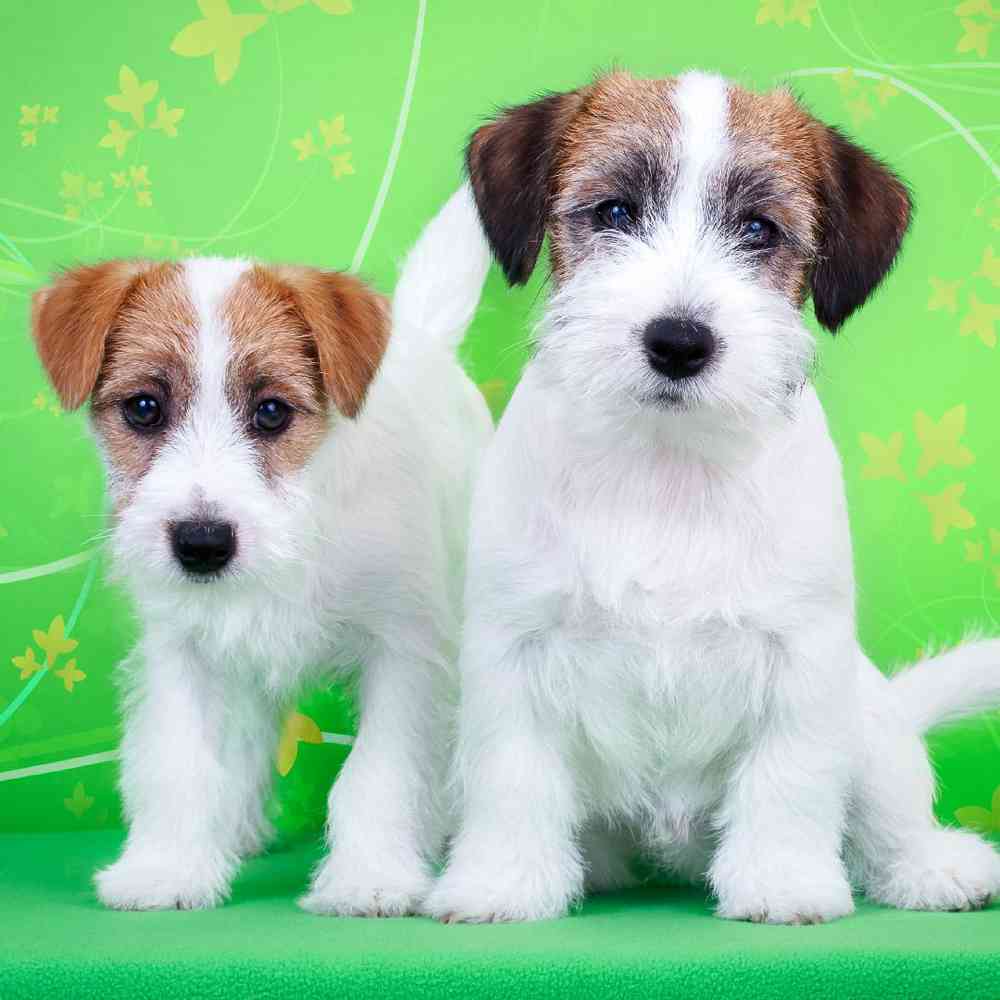 carousel pet images