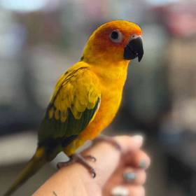 Sun Conure