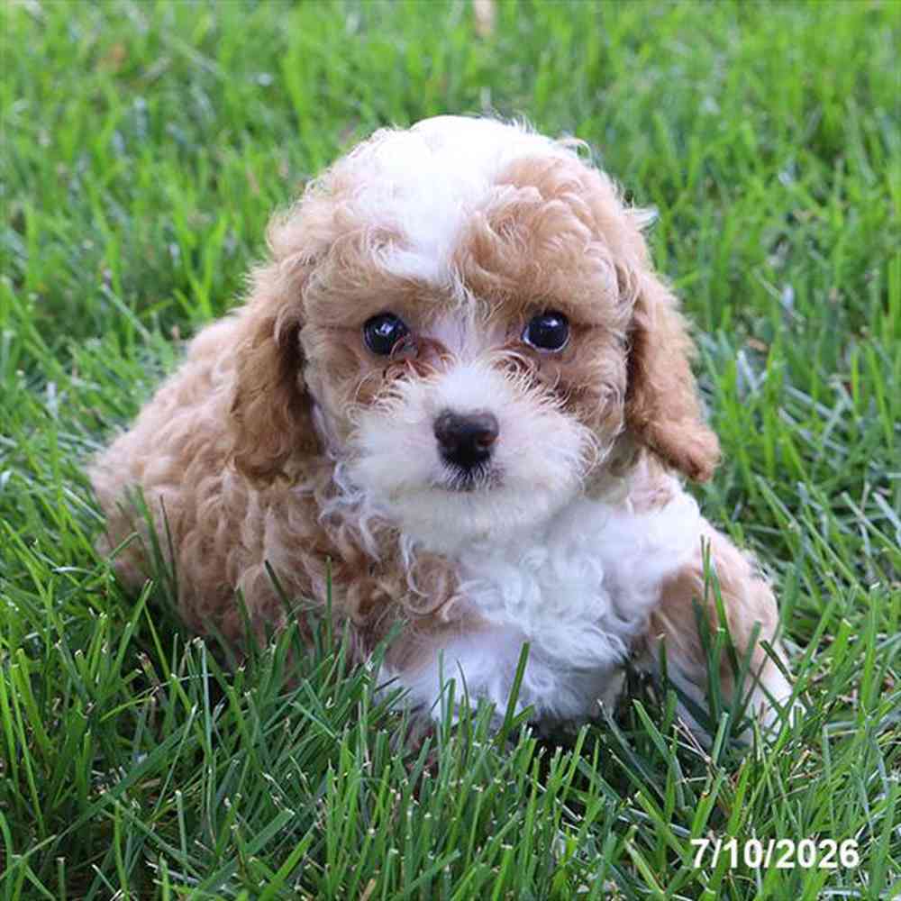 Image of a pet breed in the gallery