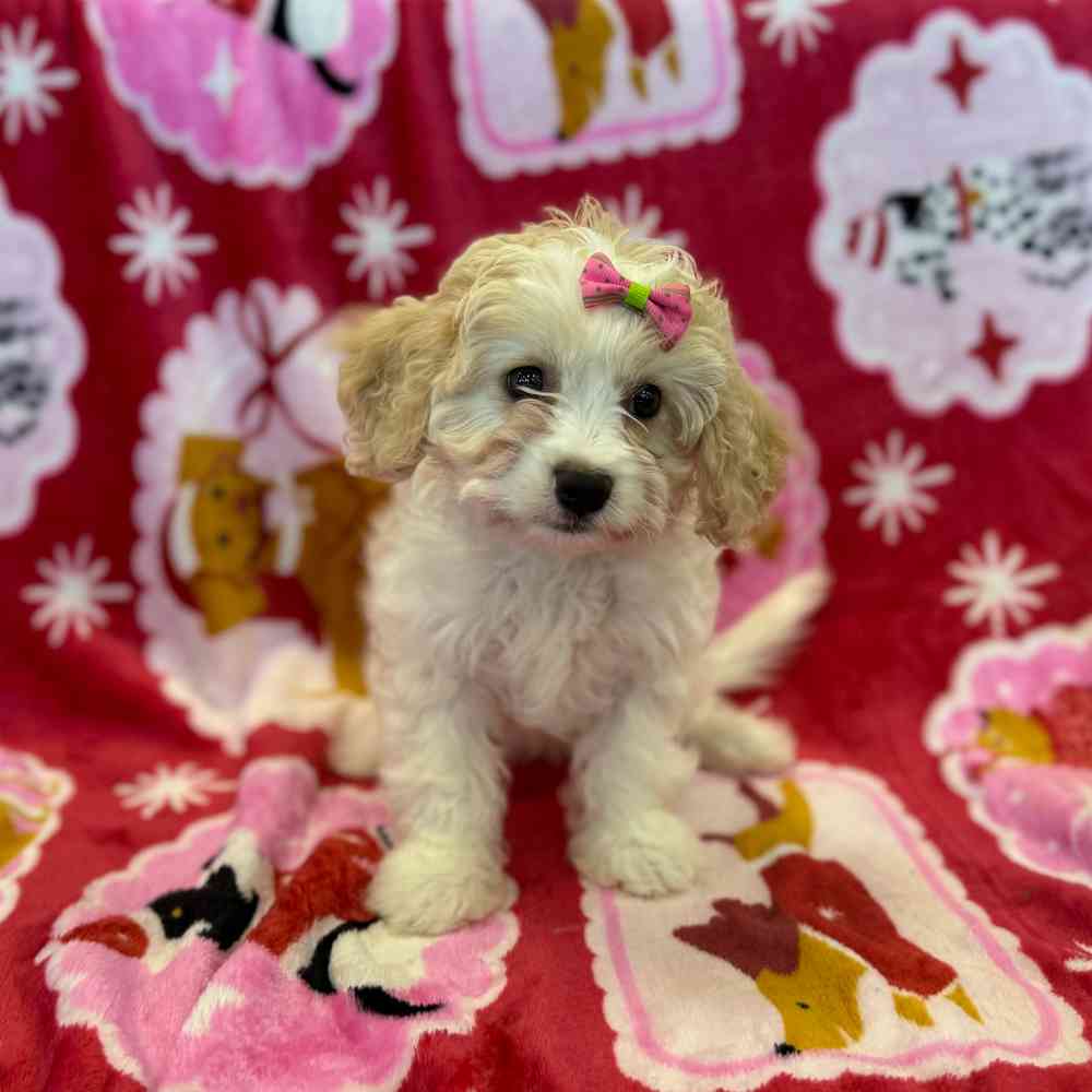 Image of a pet breed in the gallery