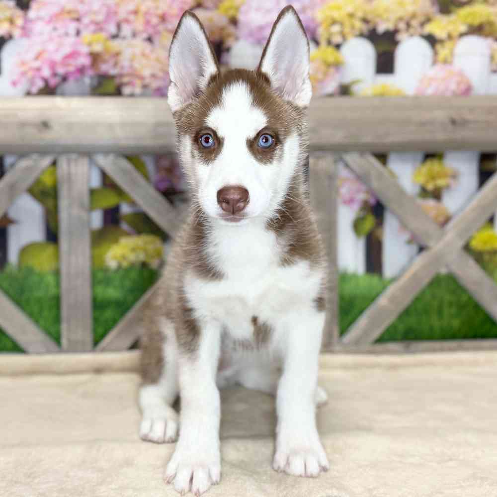 pet breed image