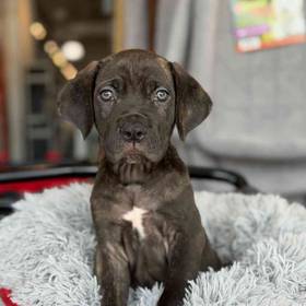 Cane Corso