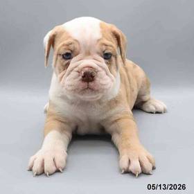 Victorian Bulldog