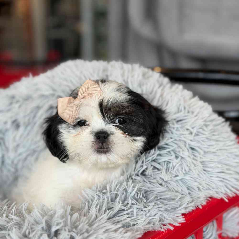 Image of a pet breed in the gallery