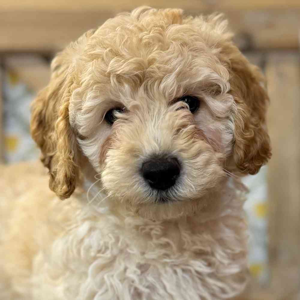 Image of a pet breed in the gallery