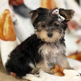Morkie