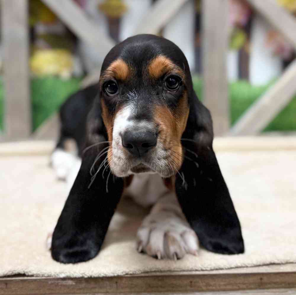 Image of a pet breed in the gallery