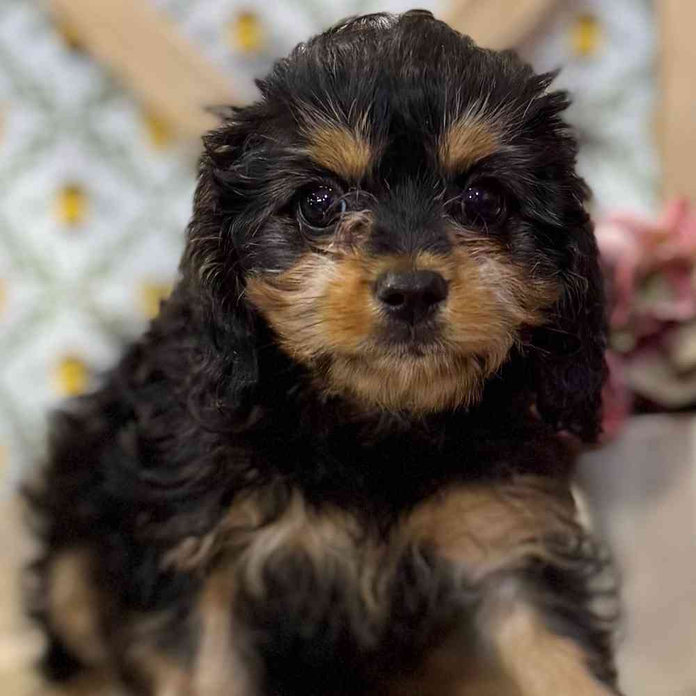 pet breed image