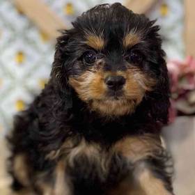 Cavapoo