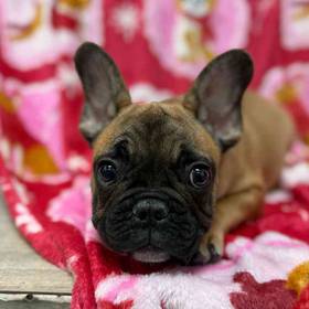 French Bulldog