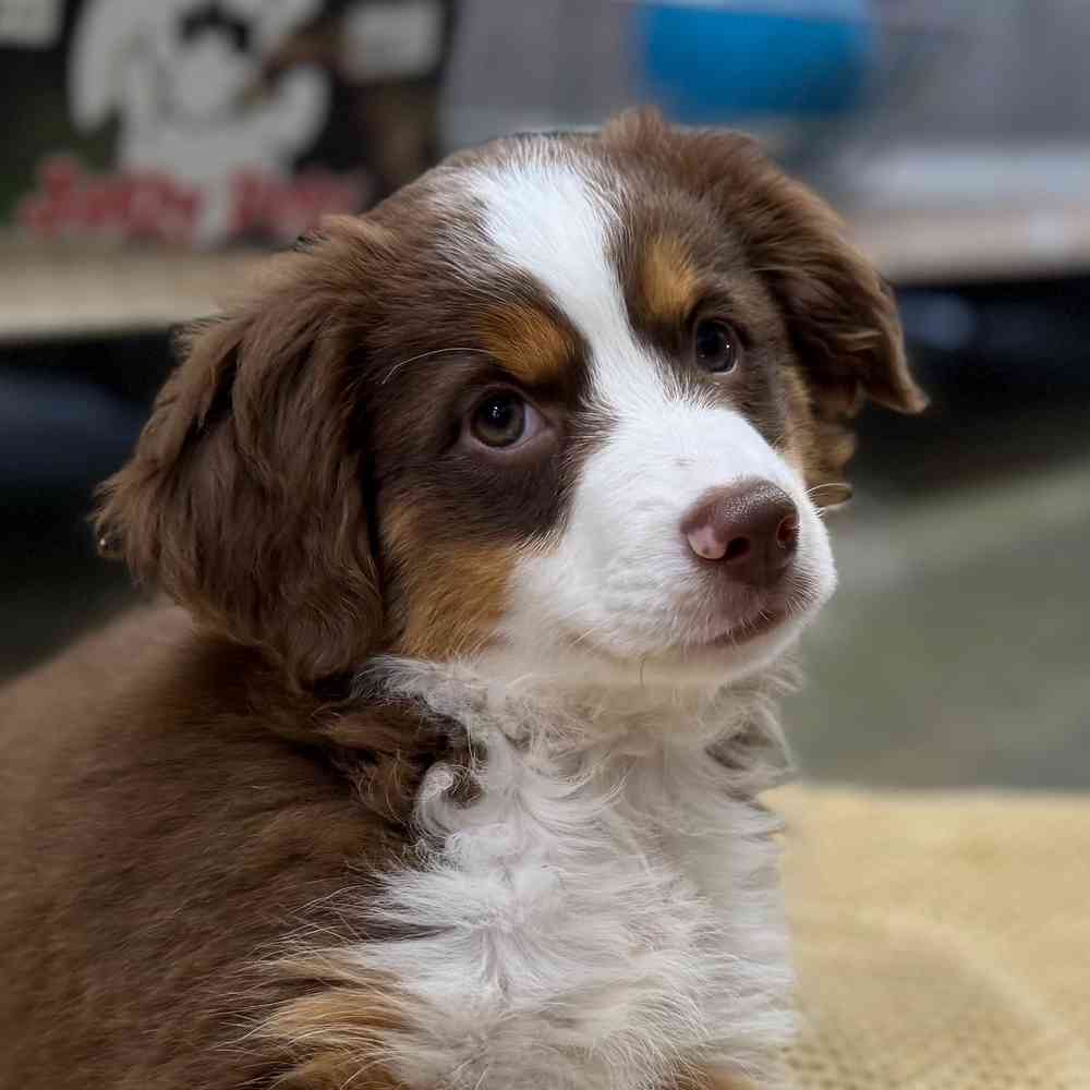 pet breed image