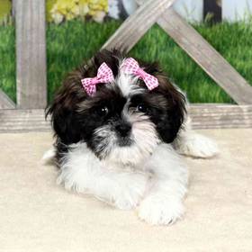Shih Tzu