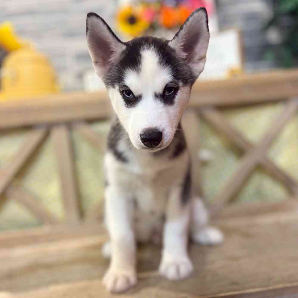 pet breed image