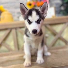 Siberian Husky