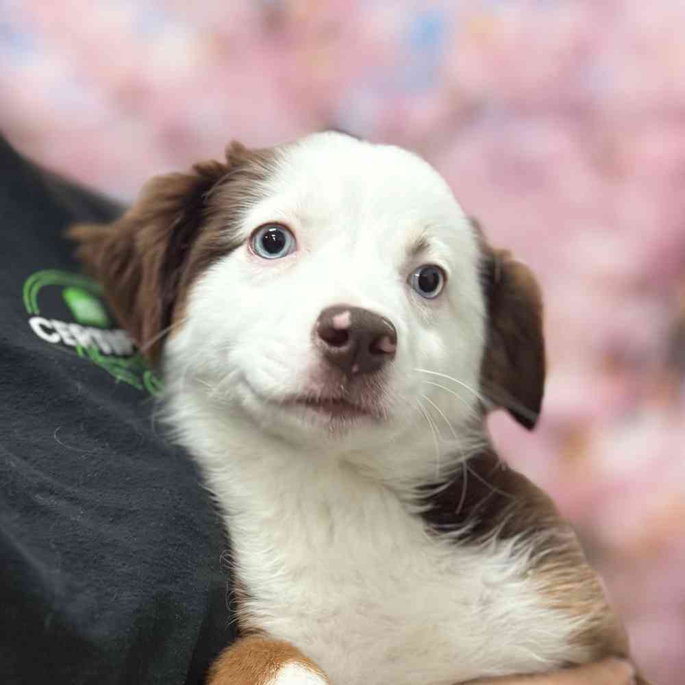 pet breed image