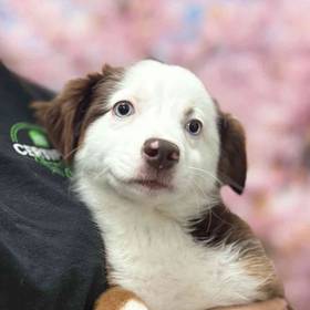 Miniature American Shepherd