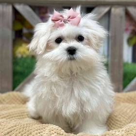 Maltese