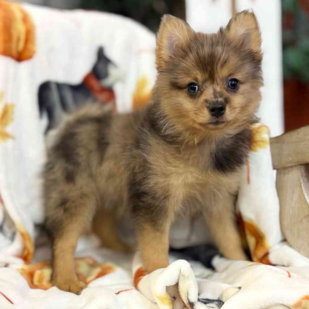 Image of a pet breed in the gallery