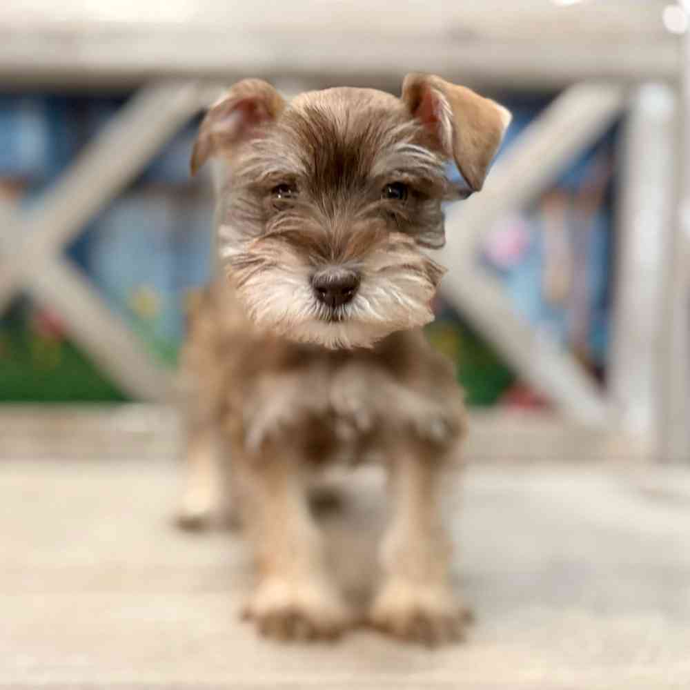 Image of a pet breed in the gallery