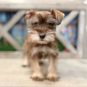 Mini Schnauzer