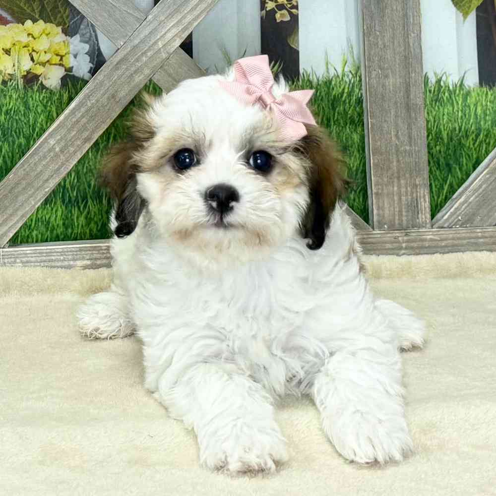 pet breed image