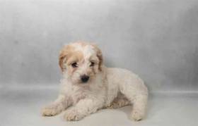 Cockapoo