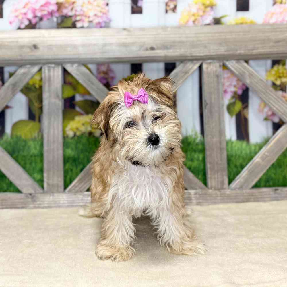Image of a pet breed in the gallery