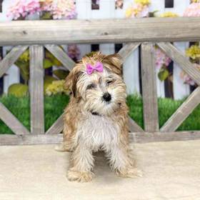 Morkie