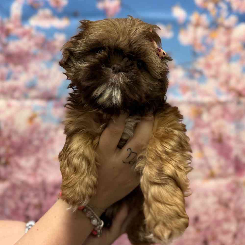 Image of a pet breed in the gallery