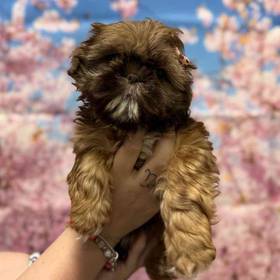 Shih Tzu