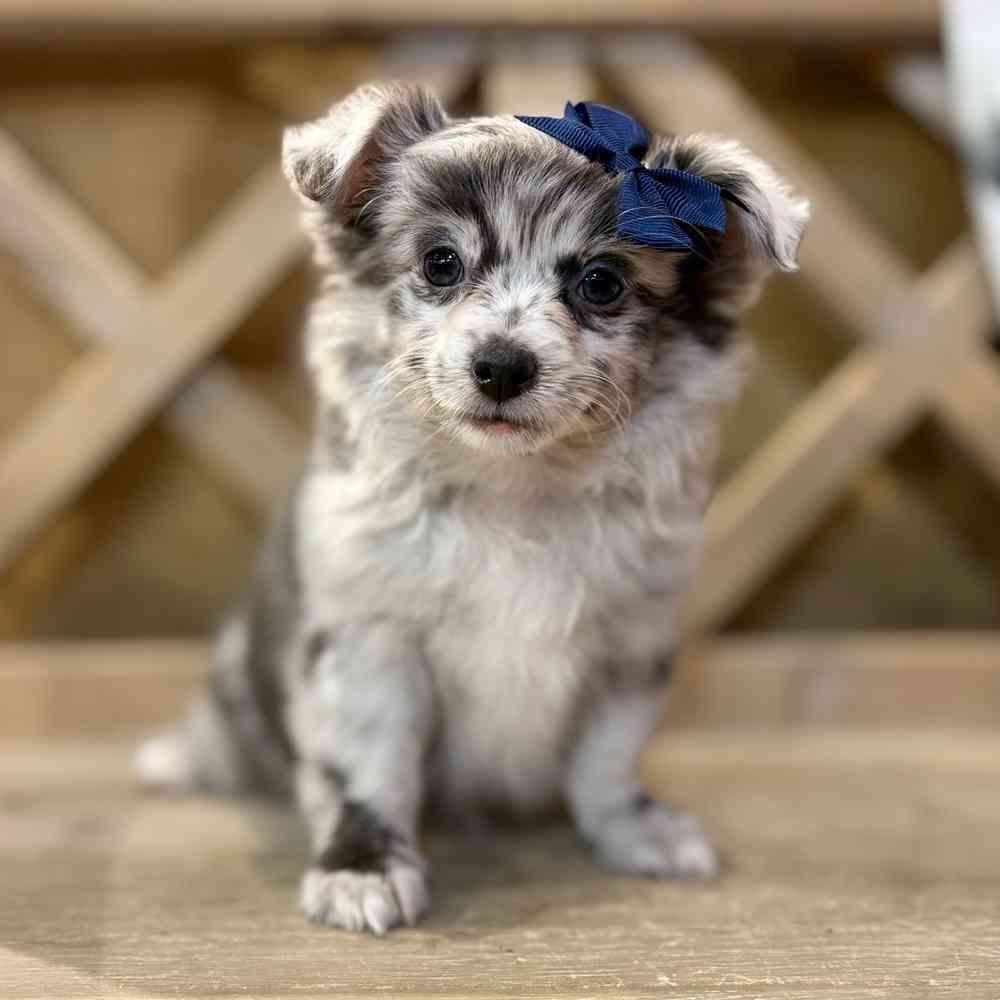 Image of a pet breed in the gallery